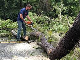 Best Commercial Tree Services  in Astatula, FL